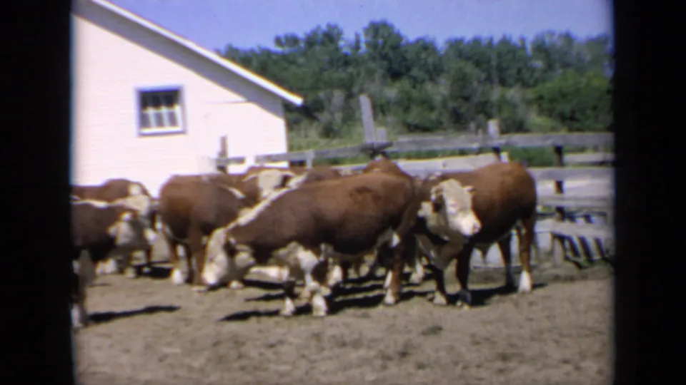 1964 Kansas 8mm frame showing cattle moving through a farm corral, with a white barn, fence rails, and trees in the background.