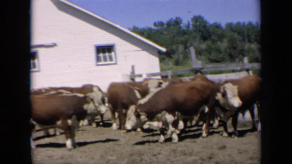 1964 Kansas home-movie frame of white-faced auburn cattle grouped in a bright farm corral with barn siding and trees behind them.