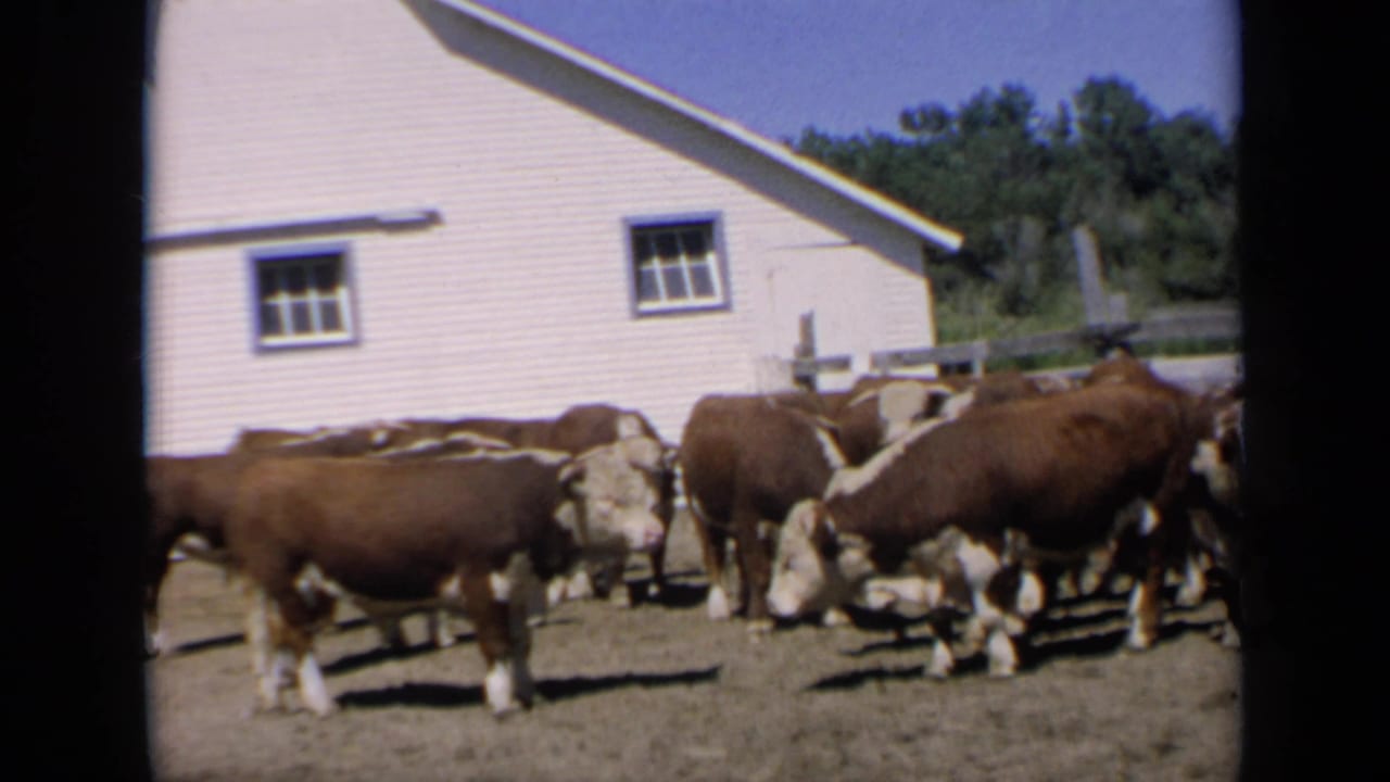 Brown-and-white cattle stand in a dirt farmyard beside a white barn.