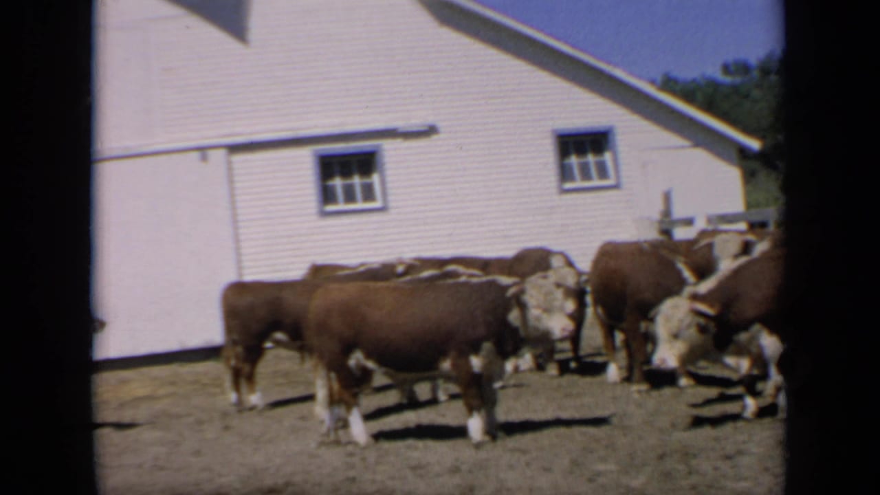 Several cattle move across a dirt yard in front of a white barn.