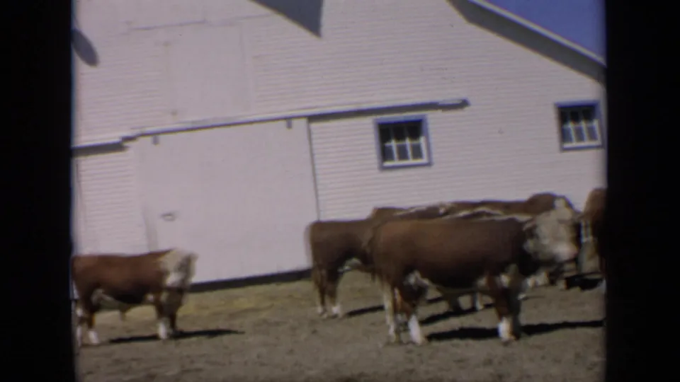 1964 Kansas 8mm frame showing cattle near a white barn wall, with some animals lowering their heads toward the ground.