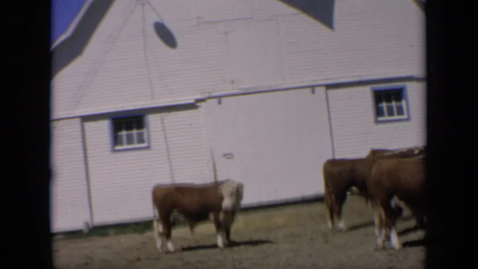 1964 Kansas home-movie frame with one cow separated in the yard and other cattle partly visible beside the white barn.