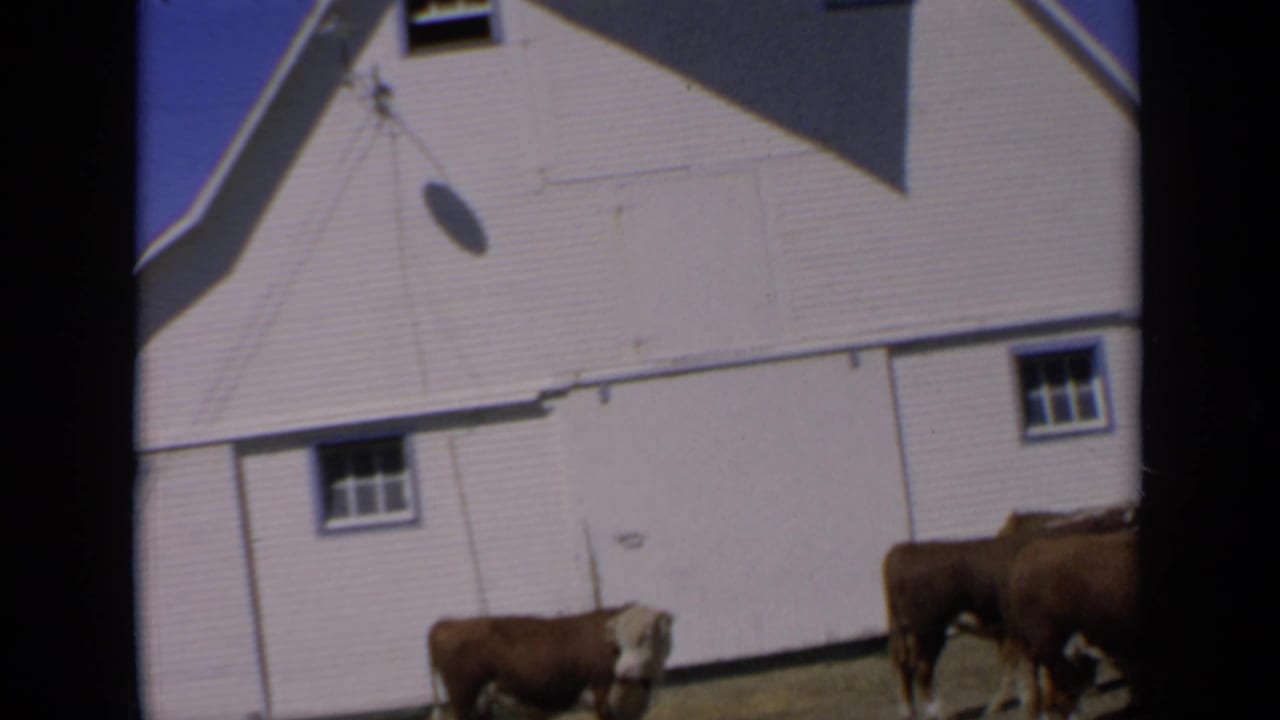 1964 Kansas 8mm frame showing brown and white cattle near a white farm building with blue-trimmed windows.