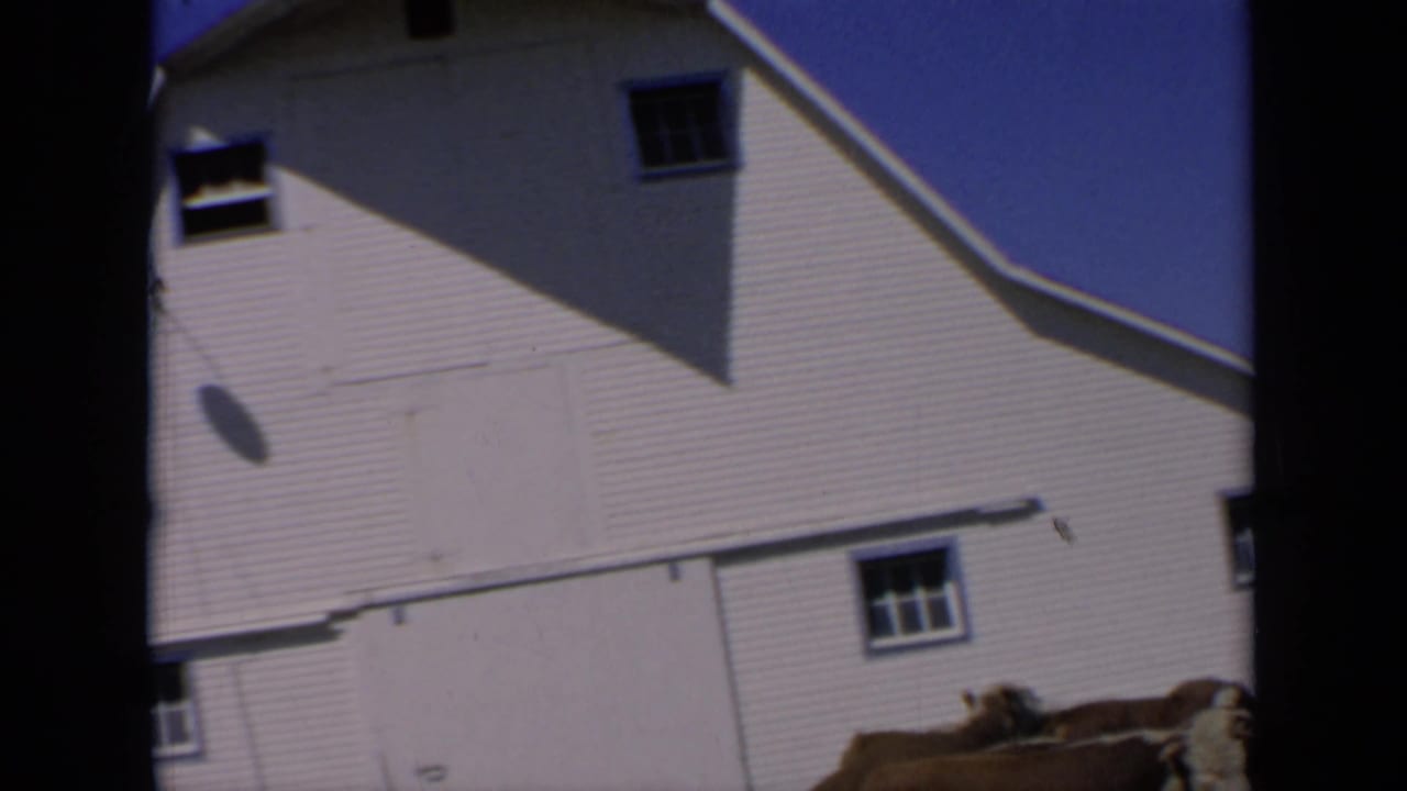 1964 Kansas home-movie frame with cattle at the edge of a white farm building under clear sky.