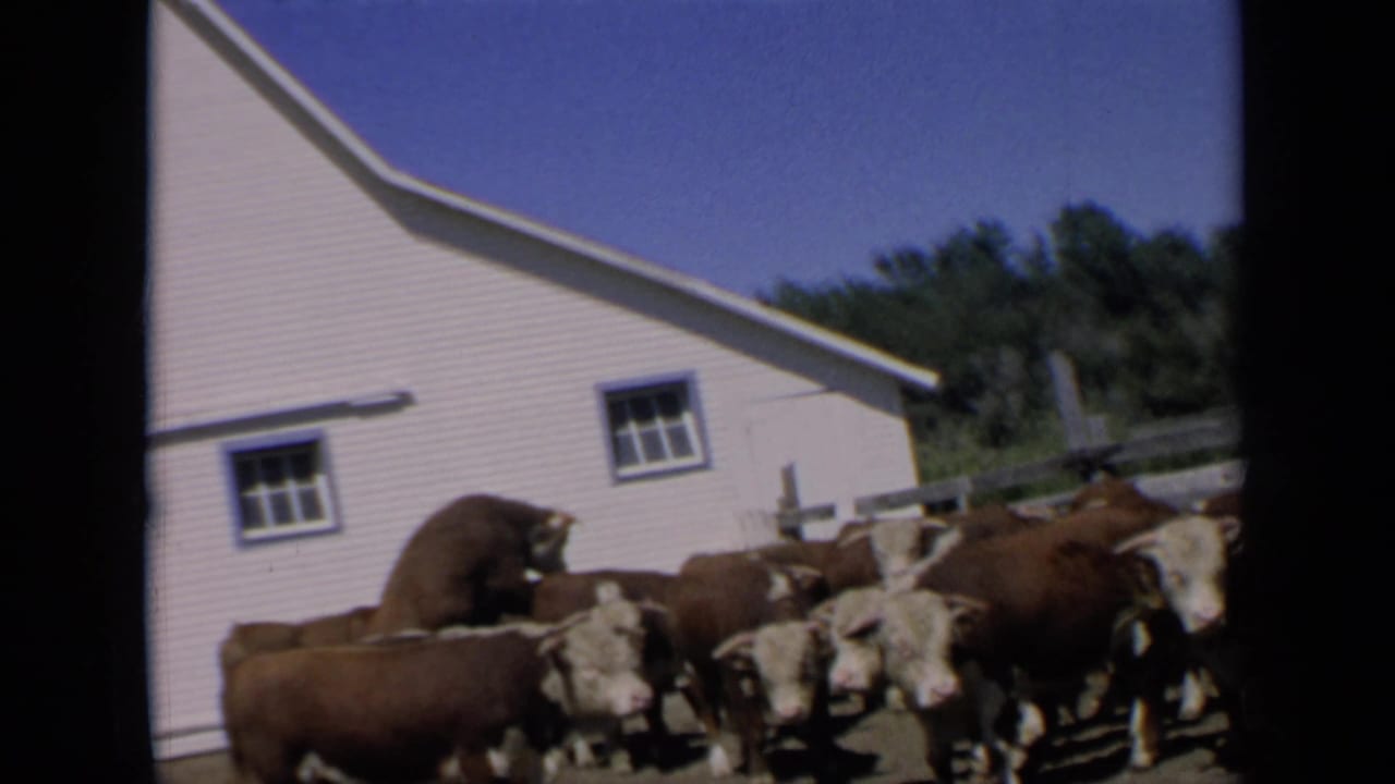 1964 Kansas 8mm frame showing a clustered herd of Hereford cattle near a white farm building and fence.