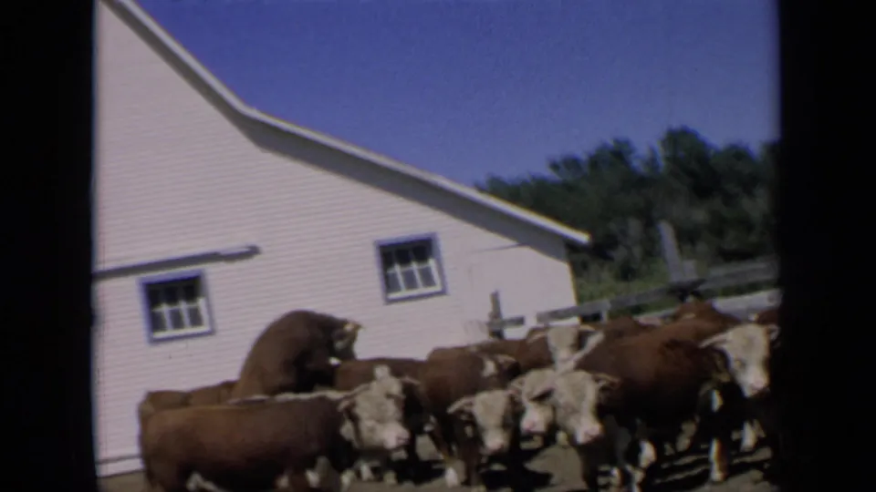 1964 Kansas 8mm frame showing a clustered herd of Hereford cattle near a white farm building and fence.