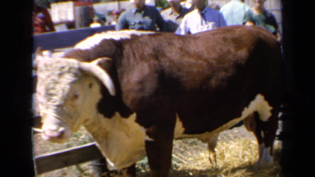 1964 Kansas 8mm frame showing a large Hereford bull on straw with spectators in the background.