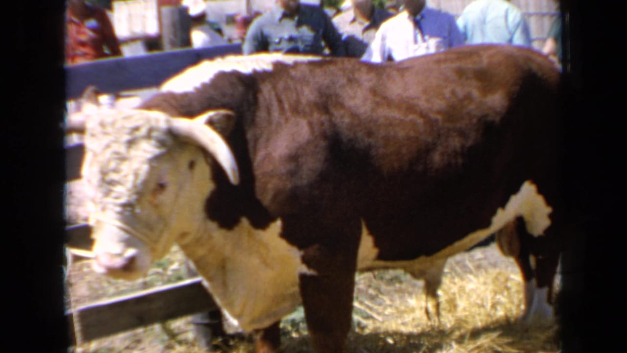 1964 Kansas fair footage shows a horned brown and white Hereford bull standing side-on in a pen as spectators watch behind the fence.