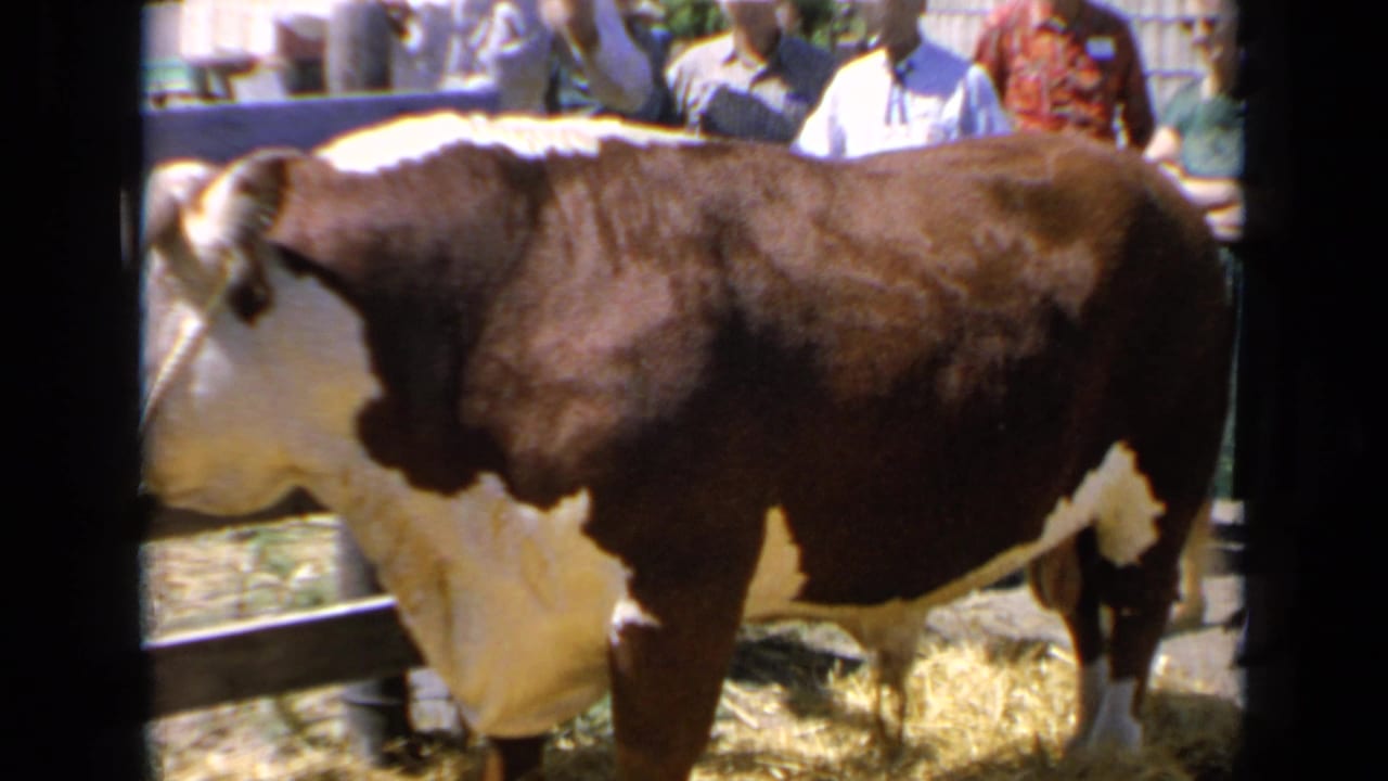 Side view of a horned Hereford bull in a pen with people watching from the background.
