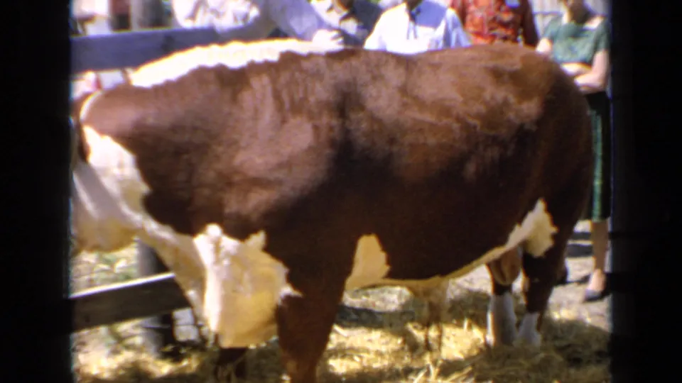The camera frames the bull's side and hindquarters in the straw-covered pen, with partial figures of fair spectators in 1960s Kansas footage.