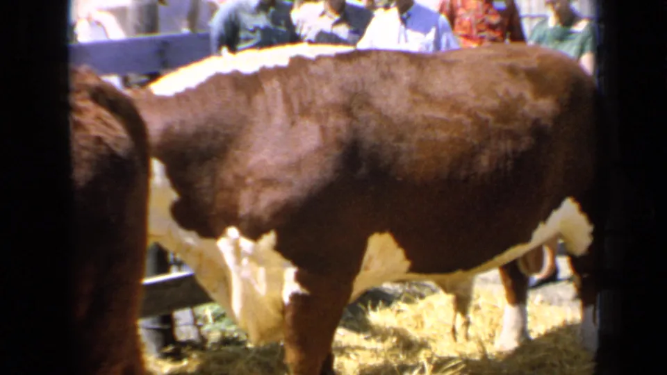 A rear-side angle shows the brown and white bull standing in the livestock pen, with fence rails and fairgoers partly visible behind it.