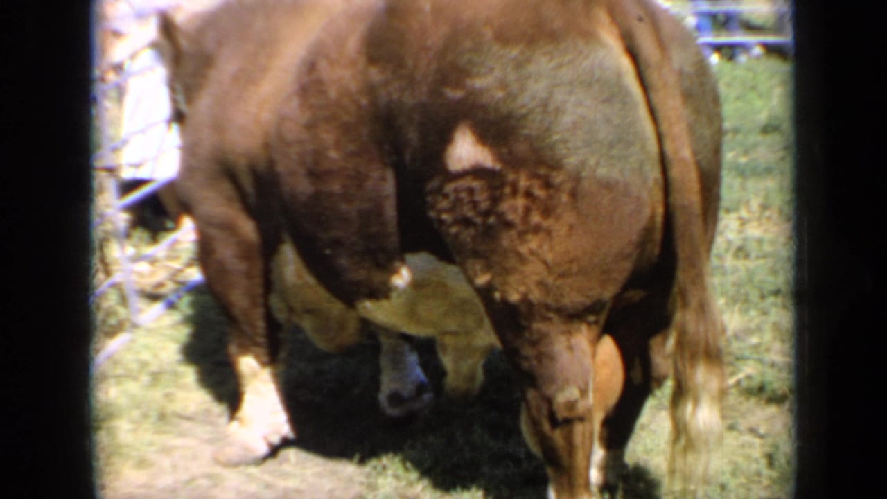 Large brown bull standing in a grassy enclosure with metal fencing behind it.