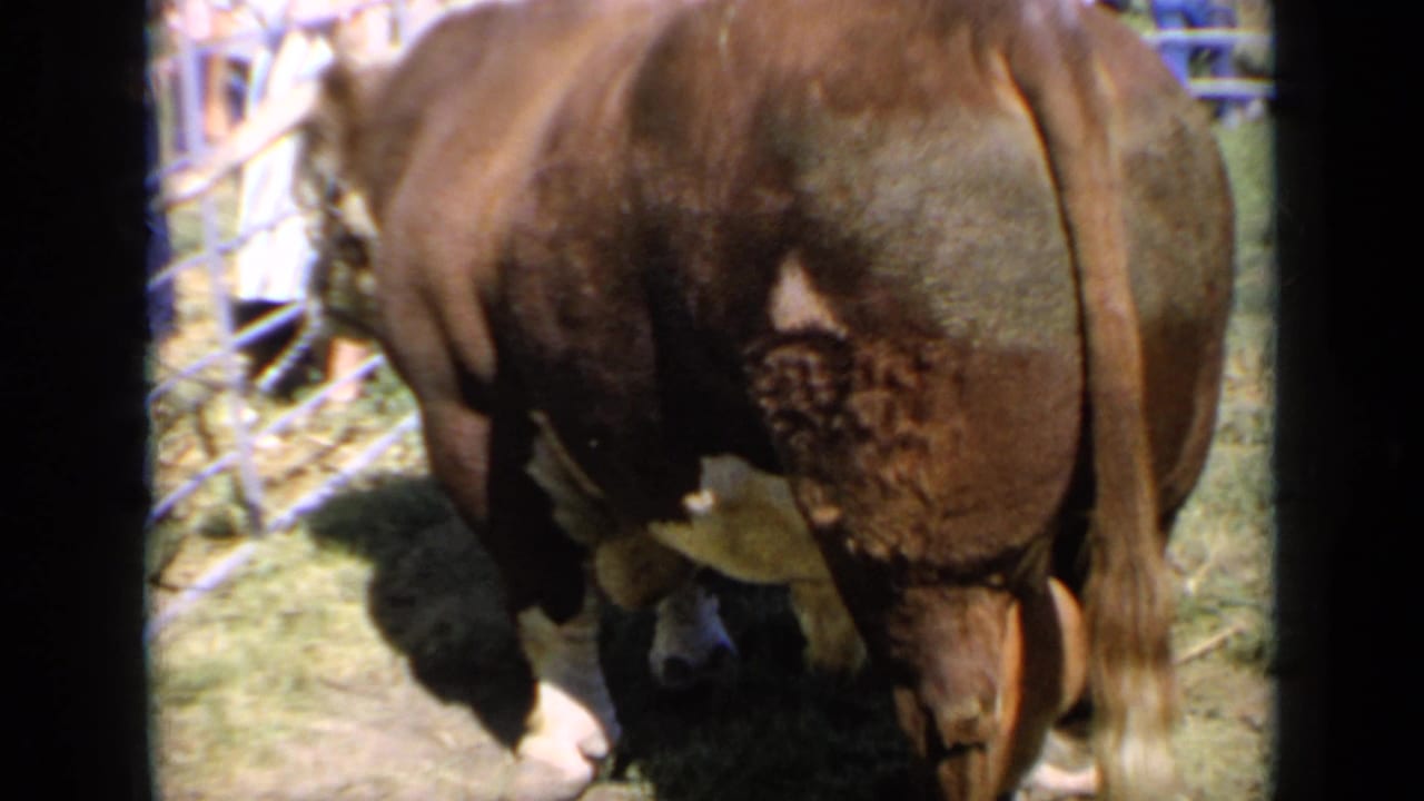 Brown bull at a Kansas livestock show, with blurred spectators and metal fencing visible behind the animal.