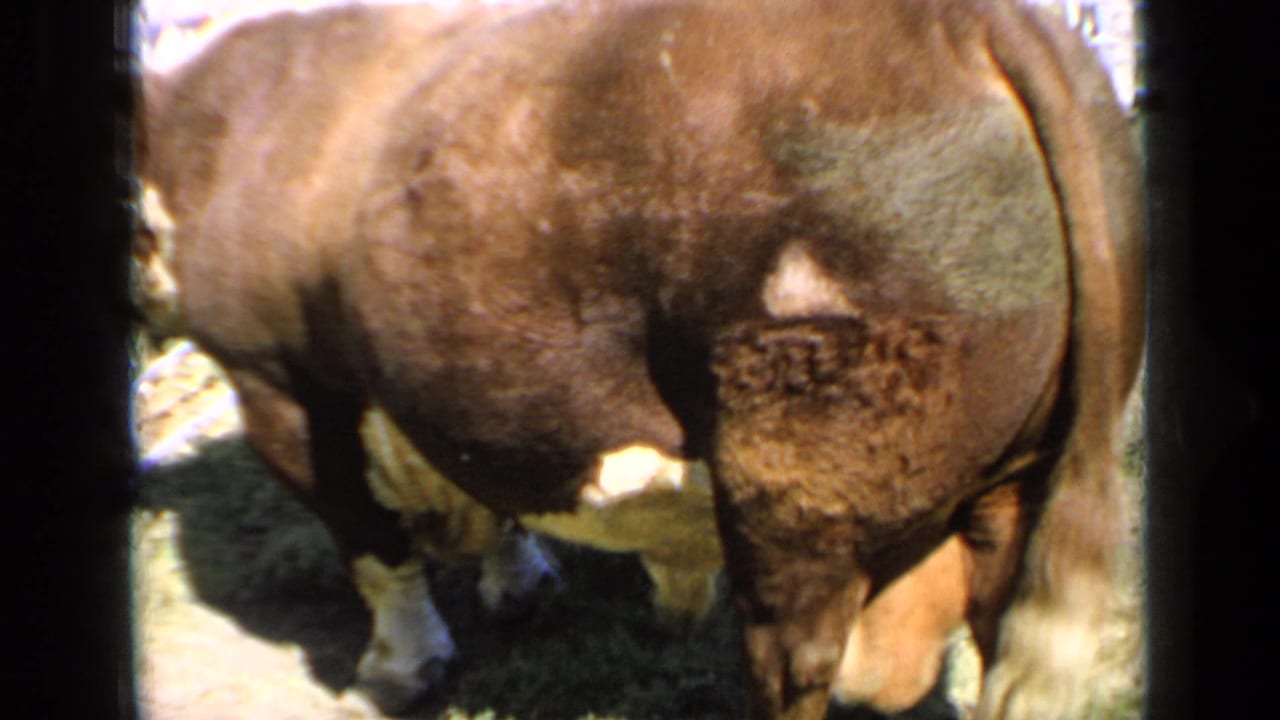 Close rear-quarter view of a brown bull in a 1964 Kansas fair or livestock-show pen.