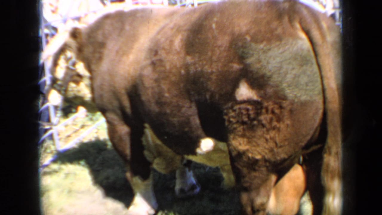Brown bull in a Kansas livestock enclosure, framed tightly with background spectators softened by focus and exposure.