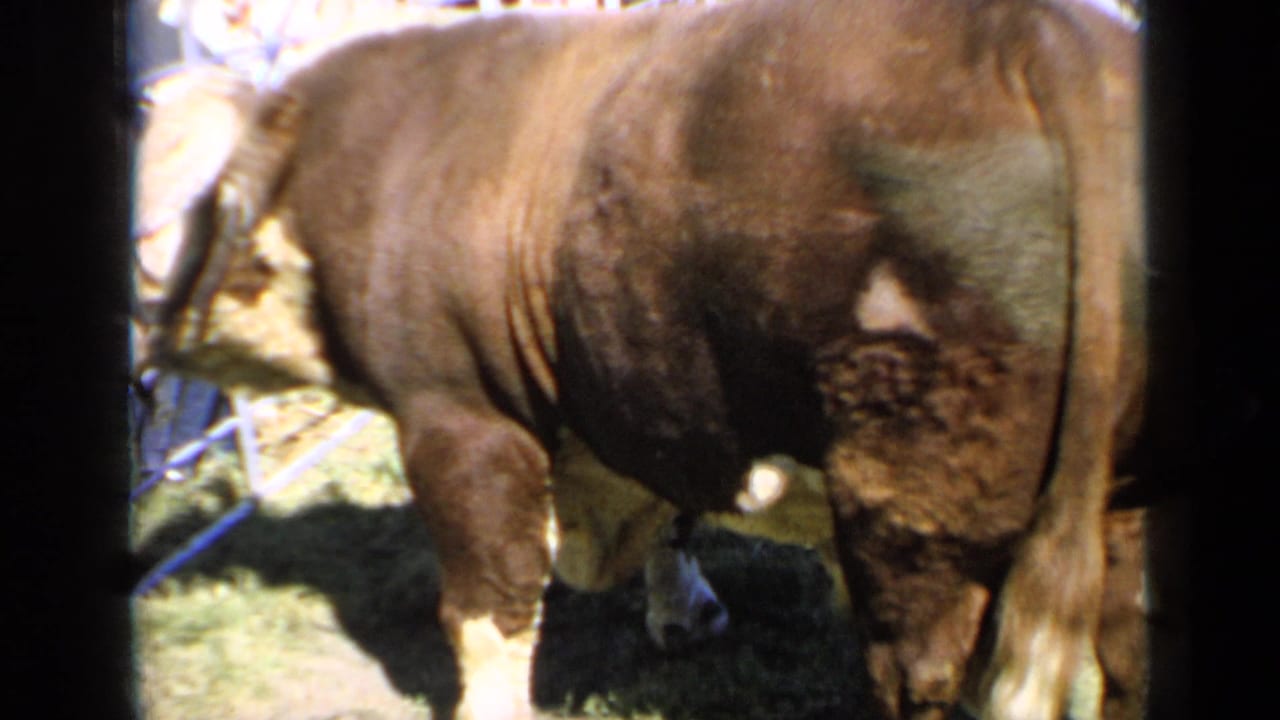 Large brown-and-white bull standing in grass near metal fencing with blurred people behind it.
