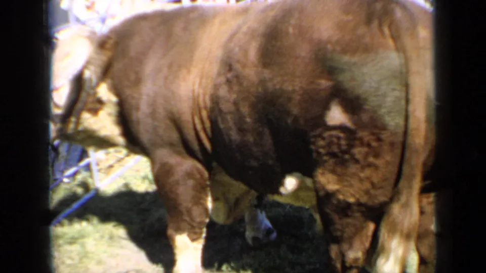 1964 Kansas 8mm frame of a large haltered bull at an apparent livestock show, with grass, rail fencing, and blurred spectators in the background.