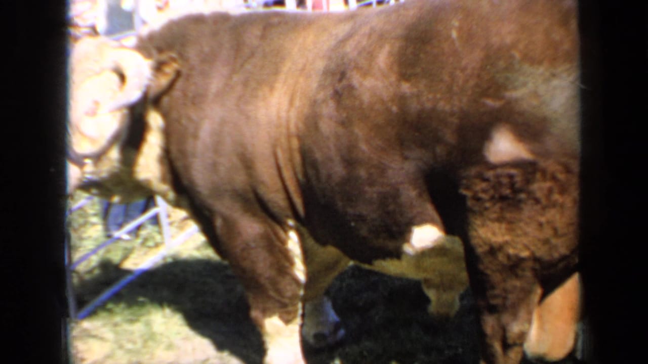 The bull fills most of the 1964 Kansas frame, with its heavy body, halter, grass, and fairground fencing visible in soft 8mm color.