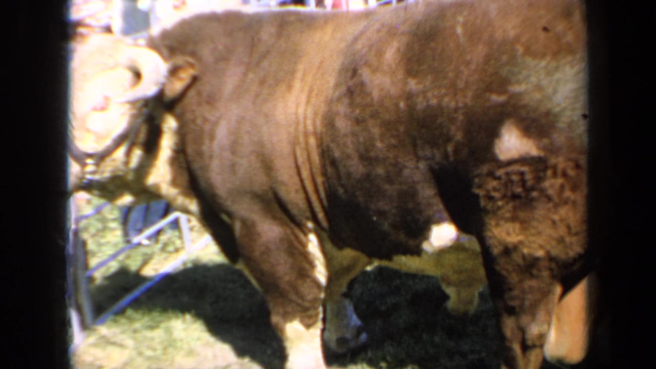 A close 8mm view shows the bull's muscular body and head area at the Kansas livestock setting, with fencing and blurred visitors partly visible.