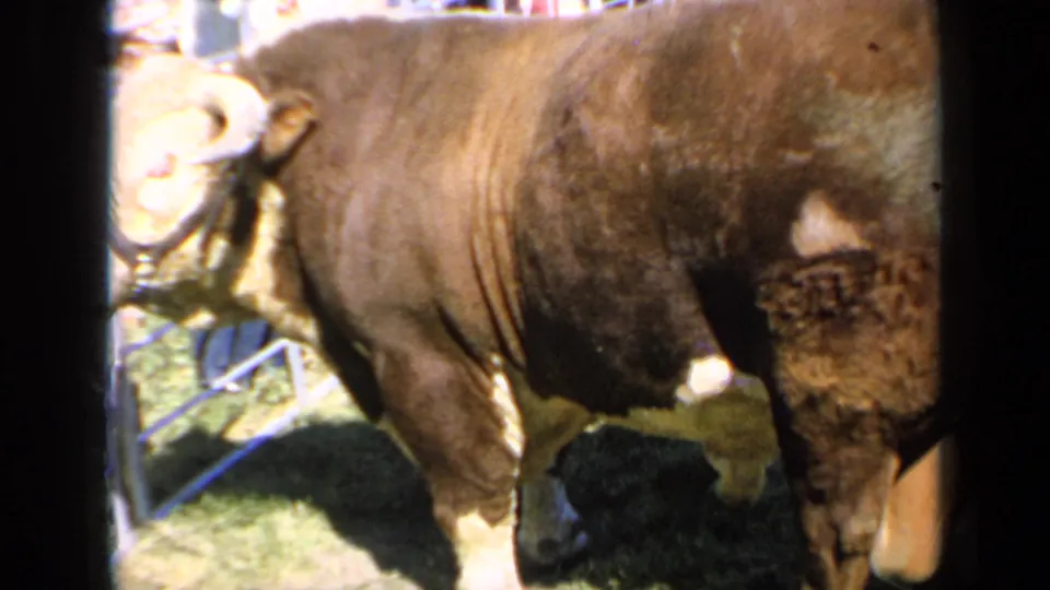 A close 8mm view shows the bull's muscular body and head area at the Kansas livestock setting, with fencing and blurred visitors partly visible.