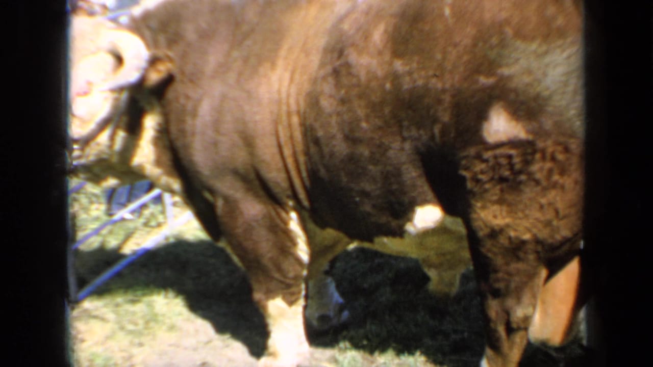 The final frame keeps the large haltered bull in profile at the apparent Kansas livestock show, with grass, fence rails, shadows, and blurred people behind.