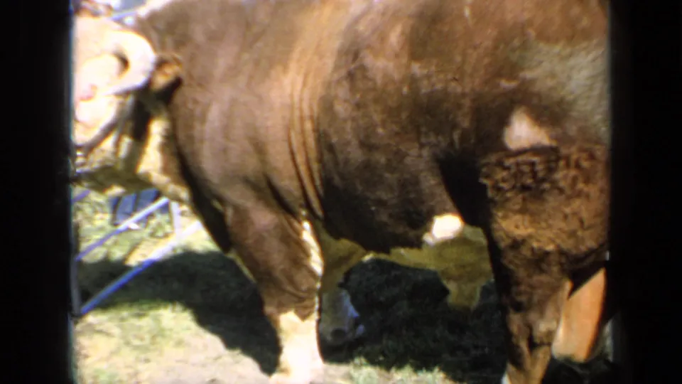 The final frame keeps the large haltered bull in profile at the apparent Kansas livestock show, with grass, fence rails, shadows, and blurred people behind.