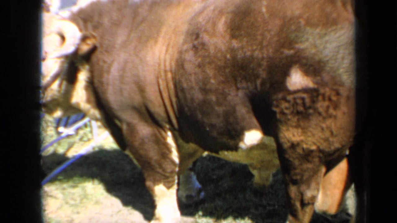 Large brown bull stands in a Kansas livestock-show pen in 1964, with grass, rail fencing, and blurred spectators behind it.