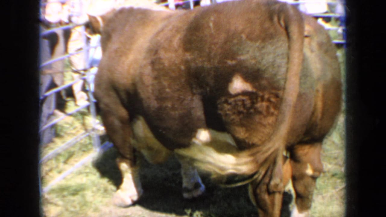 Side view of a brown bull in a fenced grassy pen with people in the background.