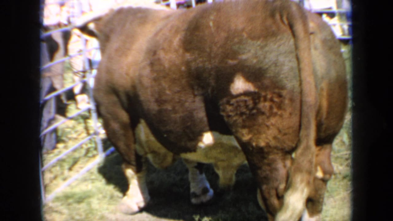Bull lowers its head inside the Kansas livestock-show enclosure, with metal fencing and blurred visitors visible in the 1964 home-movie frame.