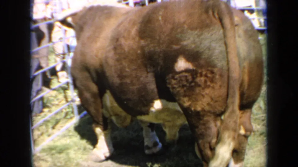 Bull lowers its head inside the Kansas livestock-show enclosure, with metal fencing and blurred visitors visible in the 1964 home-movie frame.