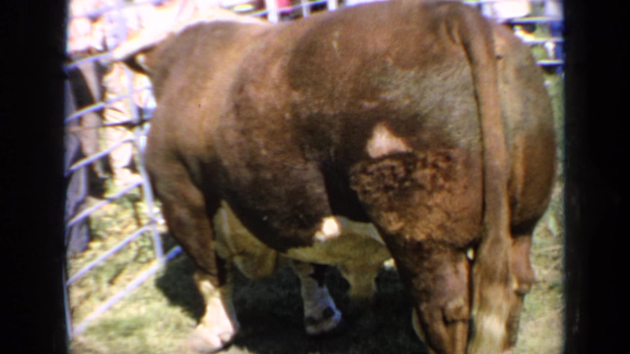 Brown bull stands angled toward the camera in a 1964 Kansas livestock-show pen, with grass, fencing, and indistinct spectators behind it.