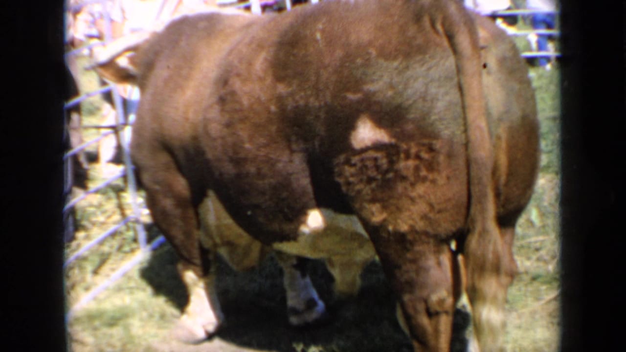 Rear view of a large brown-and-white bull standing in a grassy fenced pen.