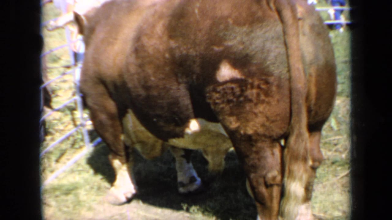 Large brown-and-white bull in a grassy pen with fencing and fairgoers behind it.