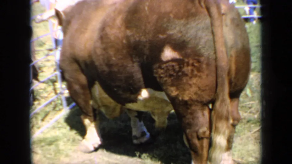 1964 Kansas 8mm frame of a Hereford-like bull standing in a fenced grassy enclosure with blurred visitors beyond the rail.