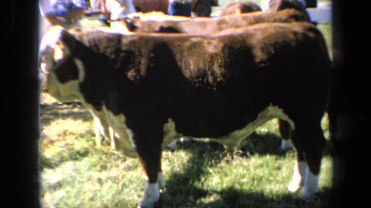 1964 Kansas home-movie frame showing a side view of a large bull in a grassy livestock enclosure with indistinct fair activity behind it.