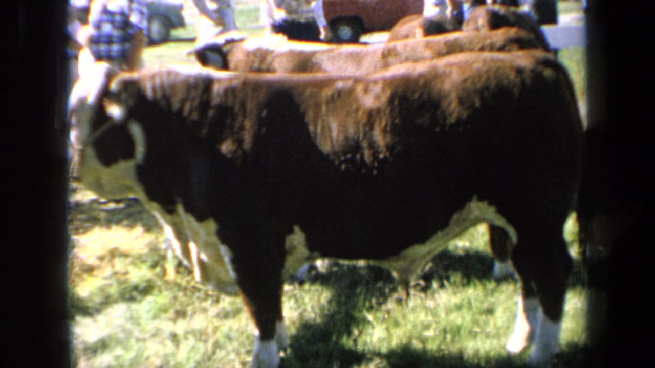 1964 Kansas 8mm frame of a brown-and-white bull standing side-on in a fair livestock pen as blurred people gather behind the fence.