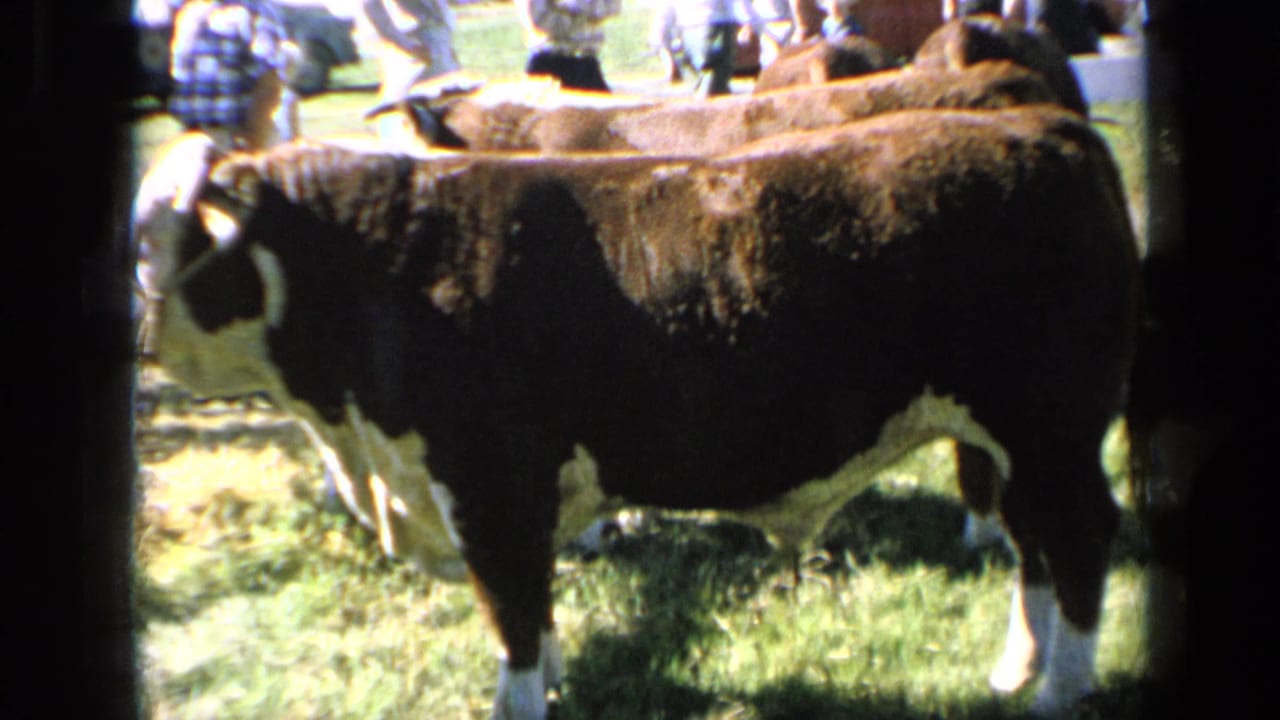 1964 Kansas fair footage showing a brown and white Hereford cow on grass while spectators stand behind it.