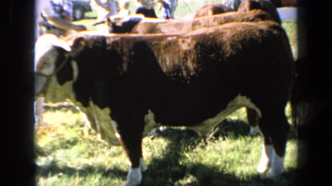 Side view of a Hereford cow at a Kansas agricultural fair, with spectators and other cattle visible beyond it.