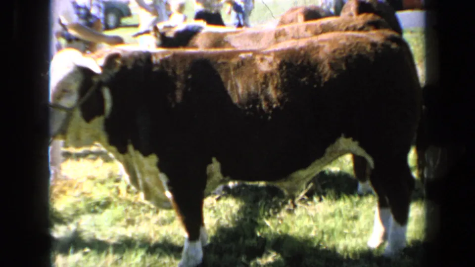 Side view of a Hereford cow at a Kansas agricultural fair, with spectators and other cattle visible beyond it.