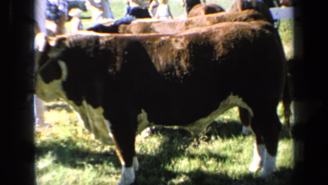 A darker 8mm frame shows the Hereford cow broadside at the Kansas fair, with people partly visible in the background.