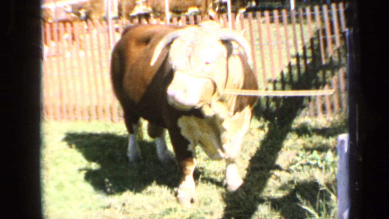 A Hereford cow faces toward the camera at the Kansas fair, standing on grass near a wooden fence in bright sun.
