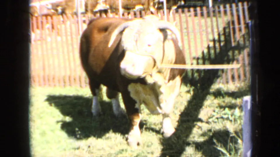 A Hereford cow faces toward the camera at the Kansas fair, standing on grass near a wooden fence in bright sun.