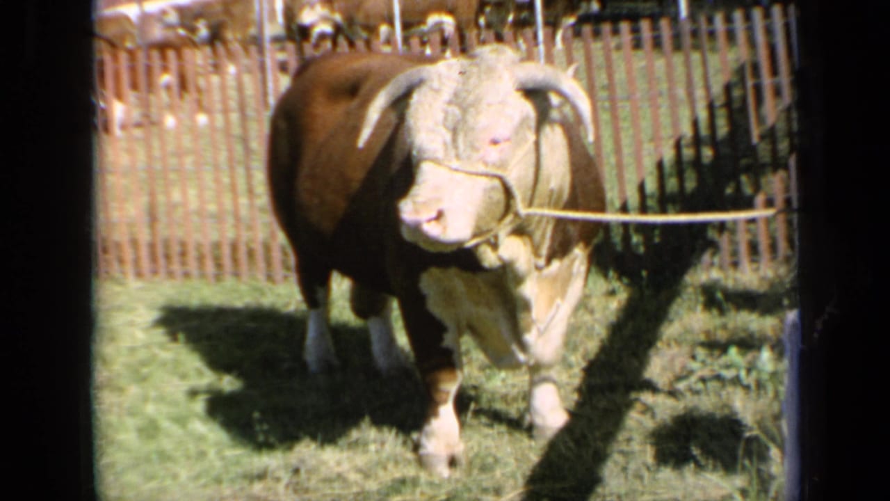 1964 Kansas 8mm frame of a horned brown and white bull in a grassy livestock enclosure with a rope halter.
