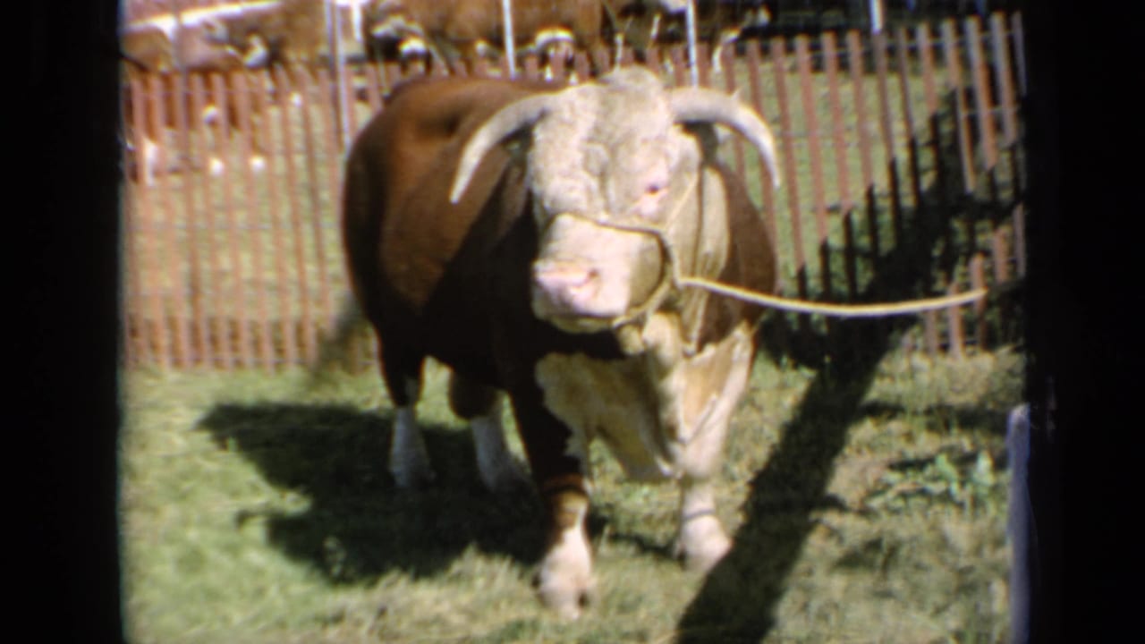 Bull facing forward in a fenced grassy enclosure with other cattle behind.