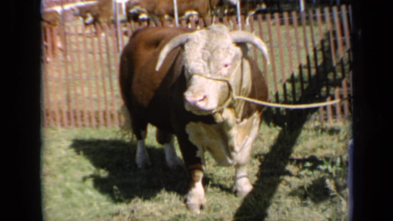 Vintage 8mm view of a tethered horned bull standing in a grassy Kansas enclosure during a likely livestock display.