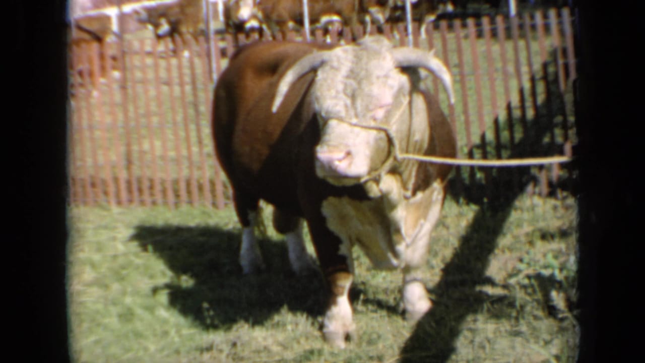 The bull stands in bright sun on grass, framed by wooden fencing and background cattle in 1964 Kansas home-movie footage.