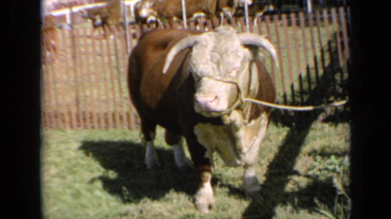In Kansas 1964 home-movie footage, a horned brown and white bull faces the camera near a wooden livestock fence.