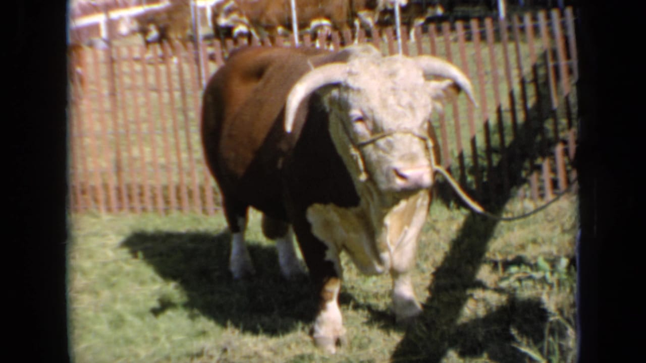 Tethered horned bull standing near a wooden fence in sunlight.