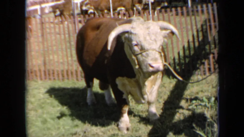 A brown and white horned bull stands in a Kansas livestock enclosure, filmed on 8mm with cattle behind the fence.