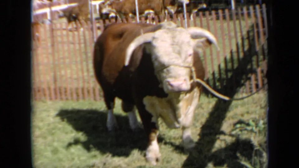 The bull remains centered in the frame, its rope halter visible against a sunlit Kansas livestock-show setting.